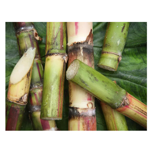 Fresh Cut Sugarcane pour la consommation humaine et l'alimentation animale - Product Image 4
