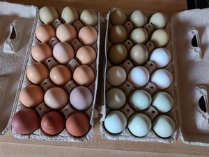 Cobb 500 Hatching <b>Eggs</b> <b>Fertile</b> Broiler <b>Eggs</b> with Exceptional Hatch Rate Fast Delivery from Trusted Hatcheries - Product Image 4