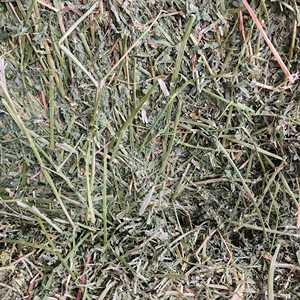 Heno de alfalfa a granel de alta calidad para caballos y peces, precios competitivos a la venta - Product Image 6