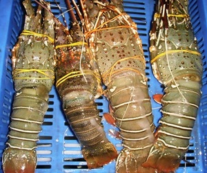 Queue de homard entière congelée de qualité supérieure AA, avec procédé de congélation BQF, à vendre - Product Image 3