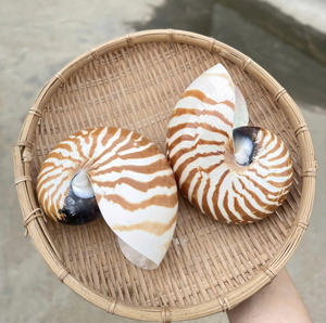 ของตกแต่งเปลือกหอยหอยโข่งขัดด้วยมือสำหรับตกแต่งภายในบ้านและเป็นของขวัญสำหรับผู้ที่ชื่นชอบแนวชายฝั่ง - Product Image 5