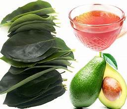 HOJAS DE AGUACATE SECAS PREMIUM ETIQUETA LIMPIA APOYO INMUNE A BASE DE PLANTAS INGREDIENTE DE TÉ - Product Image 6