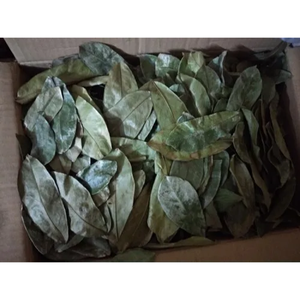 ใบทุเรียนเทศแห้งสด-100% ใบทุเรียนเทศจากธรรมชาติใบทุเรียนเทศแห้งออร์แกนิก - Product Image 6