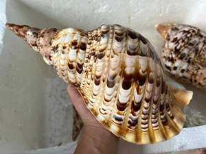 เปลือกหอยทากหอยทรามเป็ตของไทรทันยักษ์ Charonis Tritonis: สมบัติหายากจากทะเลของเวียดนาม - Product Image 2