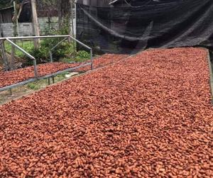 Les fèves de cacao, nouvelle culture de fèves de cacao fermentées - Product Image 2