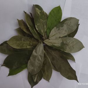 ผลิตภัณฑ์ที่ดีและสุขภาพดีใบทุเรียนเทศแห้ง/ใบกราวิโอลา - Product Image 3