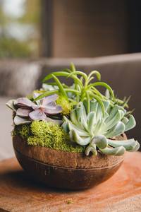 Multi-purpose <b>Coconut</b> Shell <b>Bowls</b> High Quality Natural <b>Coconut</b> Shell <b>Bowls</b> and Spoons Set Biodegradable <b>Coconut</b> <b>Bowls</b> - Product Image 6