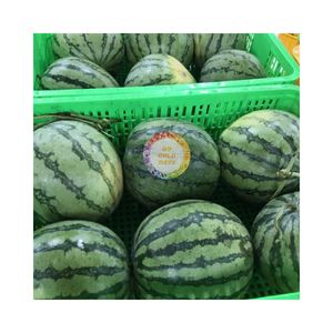 VIETNAM BEST SELLING FROZEN WATERMELON BALL SHAPED IQF PACKAGING WHOLESALE PURE FRESH NO <b>SEED</b> NO PRESERVATIVES VACUUM PACK - Product Image 3