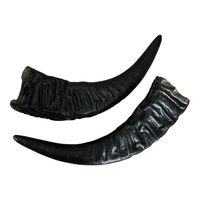 Cornes de bœuf et de vache crues à vendre Substitut artisanal naturel pour corne de rhinocéros dans le traitement de l'hyperthermie Cornes de buffle en vrac bon marché