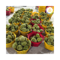 Geselecteerde Verse Durian Uit Vietnam Verzonden Als Verse Durian 99 Goudgegevens, Perfect Voor Fruitmarkten En Snacks