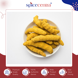 Curcuma entier biologique pur à 100 %, séché et brut, de haute qualité pour la cuisine, prix direct usine, commandes en gros - Product Image 2