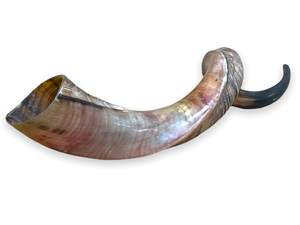 High Quality Yemenite Shofar Kosher <b>Horn</b> Polished <b>Drinking</b> <b>Horn</b> - Product Image 4