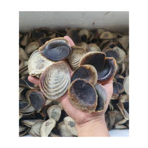 เปลือกที่มีคุณภาพพรีเมี่ยม limpet, murex operculum และหอยทากเปลือกหอยจาก99ทอง - Product Image 1