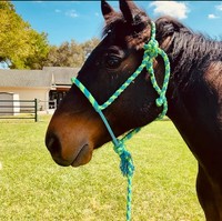 2025 vente en gros logo personnalisé Nylon Paracord Nylon cheval corde licous et cordes de plomb pour chevaux