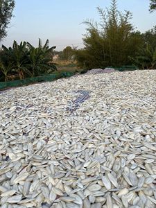 Os De Seiche 100% Naturel Seche Au Soleil, Os De Seiche De Calmar De Meilleure Qualite Pour La Sepia Bone - ANNA DO VILA - Product Image 5