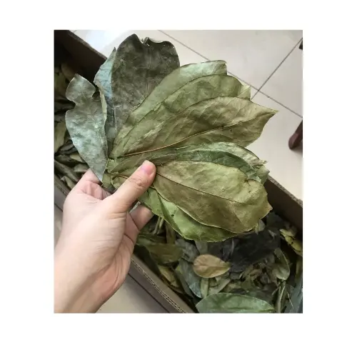 Tiêu chuẩn xuất khẩu Việt Nam khô soursop lá-khô graviola trái cây lá chất lượng tốt nhất cho bán
