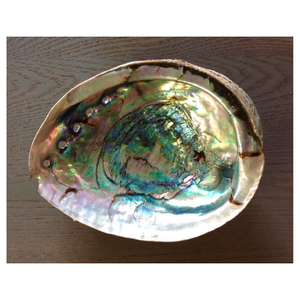 Fournisseur de coquilles d'ormeau Coquille d'ormeau naturelle du Vietnam de l'océan du Vietnam pour l'exportation Vente en gros et commandes personnalisées - Product Image 1