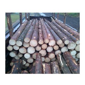 Ordene troncos de abeto de calidad a precio de descuento - Product Image 4