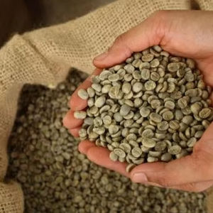 Granos de Café Verde Arábica de Primera Calidad, Tamaño 18, Vietnam, Certificado Orgánico USDA, Marca TNFOOD, Grado AA+, 1000 kg, Directo de Fábrica - Product Image 2