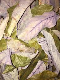 HOJAS DE AGUACATE SECAS/BOTÁNICO TRADICIONAL/SIN ADITIVOS/LIMPIAMENTE PROCESADO - Product Image 5