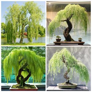 30+ Arbres Bonsaï <span class=keywords><strong>Saule</strong></span> <span class=keywords><strong>Pleureur</strong></span> – Branches tombantes gracieuses, Arbre Ornemental Compact en Plastique pour Intérieur/Extérieur, Toutes Saisons, Jardin - Product Image 2
