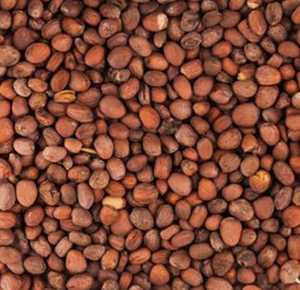 Duy nhất gia vị & các loại thảo mộc hạt giống Củ cải - Product Image 4