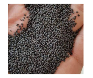 Semilla de albahaca pura cruda natural de alta calidad Vietnam Venta al por mayor Exportación a granel Mejor precio Semilla de albahaca de calidad superior para batidos Premium - Product Image 1