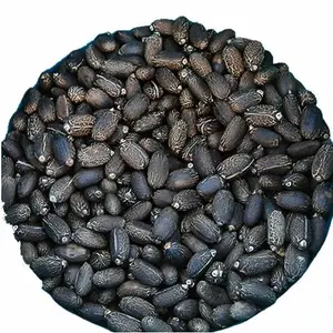 Prezzo all'ingrosso semi di Jatropha disponibili/secchi naturali semi di Jatropha per la vendita