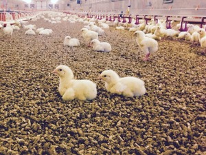 Bán buôn thông dăm gỗ và mùn cưa cho ngựa bộ đồ giường tùy chỉnh thông số kỹ thuật 24 tháng Kệ cuộc sống - Product Image 2