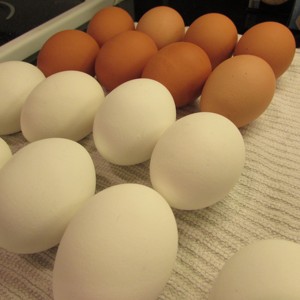 Huevos de gallina de granja frescos de primera calidad, huevos de mesa en cáscara blanca y marrón, excelente calidad, seguros y naturales, suministro a granel al por mayor - Product Image 3