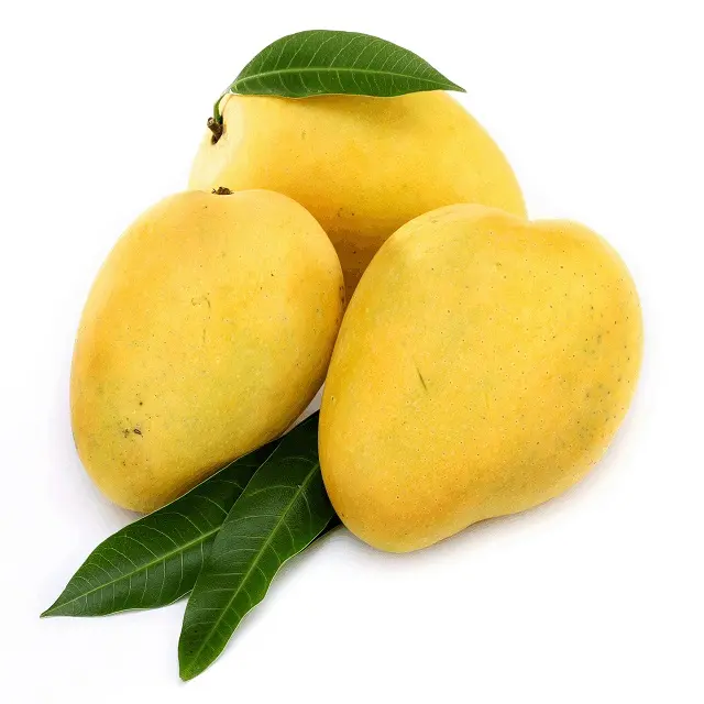 Premium Fresh Mango Green & Yellow Mango Sabor natural Fruta fresca de alta calidad El mejor precio para exportación