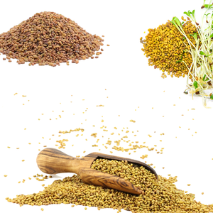 Luzerne | Source de protéines vertes pour la volaille et le bétail - Product Image 2