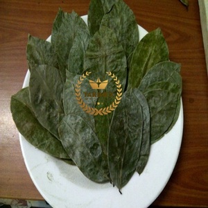 Producto Superior: Hoja de Guanábana Seca/Hoja de Graviola/Té de Guanábana de Alta Calidad y Precio Competitivo - Product Image 5