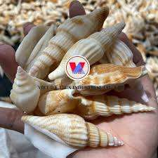 Conchas de caracola para decoración del hogar y artesanía-Concha Marina natural de Vietnam // Sra. Beatrix - Product Image 5