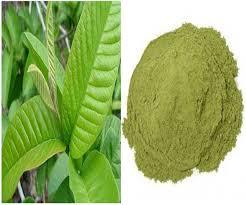 Exportateur indien Fourniture Meilleure vente de poudre de feuille de goyave de qualité alimentaire 100% Pure Meilleure couleur verte Poudre de feuille de goyave en bouteille emballée - Product Image 2