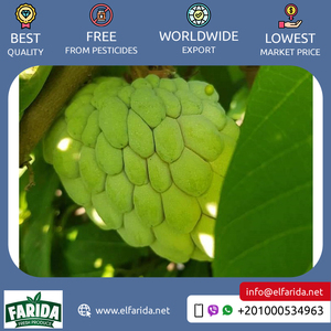 Bán buôn số lượng nhà cung cấp của chất lượng tốt ngon và hương vị ngọt ngào trái cây tự nhiên tươi mãng cầu táo từ Ai Cập - Product Image 5