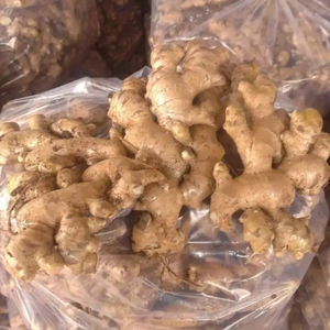 Raíz de Jengibre Joven Orgánica Premium de Alemania, Vegetal Natural de Alta Calidad a Precios Razonables - Product Image 5