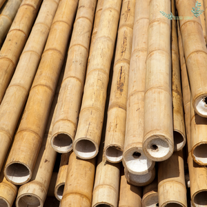 Hot Seller Hot Trending 2025 Postes de bambú Vietnam natural para la construcción con alta calidad y buen precio Hecho en Vietnam - Product Image 5