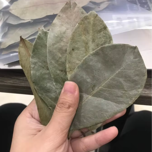 Feuilles de corossol séchées d'origine vietnamienne Annona Muricata, approvisionnement en vrac pour la production de thé - Product Image 1