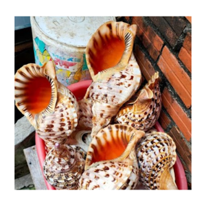 Bonne affaire pour Triton et conque/Big Triton et conque coquillage en vrac pour l'artisanat Triton pour la décoration comme souvenirs - Product Image 1