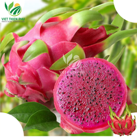 Vers Wit Drakenfruit/Vers Rood Drakenfruit Groothandelsprijs Hoge Kwaliteit Klaar Om Te Exporteren Uit Vietnam