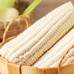 Maíz Amarillo/blanco de alta calidad al por mayor a la venta a granel - Product Image 6