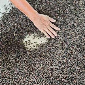 Venta al por mayor nueva cosecha de pimienta negra especias condimentos sabor picante de alta calidad forma entera hierba cruda exportación precio bajo Vietnam - Product Image 1