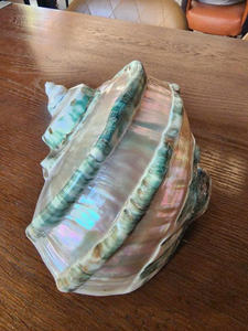 Natural Turbo Shell for Decoration Premium Ocean Inspired <b>Ornament</b> for Homes, Resorts, and Aquariums - Product Image 4