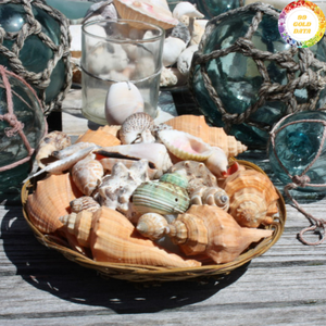 Cuenco Decorativo Premium con Diseño de Concha Marina, Hecho en Vietnam con Conchas Pulimentadas, para Decoración de Mesa - Product Image 5
