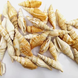 Venta al por mayor de conchas marinas pulidas de Vietnam, conchas de cauri de Tigre, estilo animal, color natural para decoración de muebles - Product Image 2