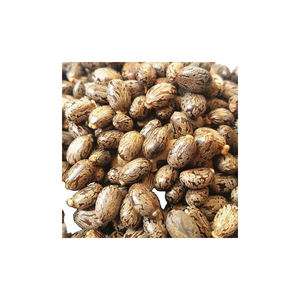 Semillas de jatropha secadas al sol naturales de 2 años de vida útil de alta viabilidad para uso agrícola con servicio OEM/ODM - Product Image 1