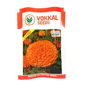 เมล็ดดอกดาวเรืองสีส้ม Vokkal KESAR 1000 เมล็ด คุณภาพพรีเมียมเพื่อดอกไม้สวยงาม - Product Image 1
