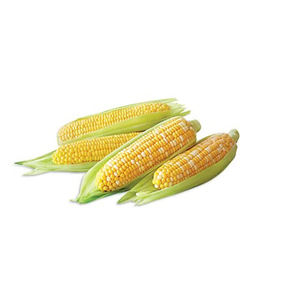 Grans de maïs jaune séché au meilleur prix/stock en vrac de maïs de maïs disponible avec emballage personnalisé - Product Image 6