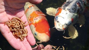 <b>Dried</b> <b>Mealworms</b> High Protein Natural Feed/Katty - Product Image 6